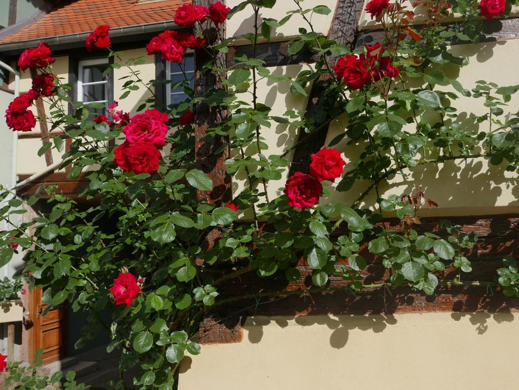 Ferienwohnung Le Bacchus Barr Exterior foto